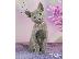 PoulaTo: Russian blue kitten for sale 90Euro
